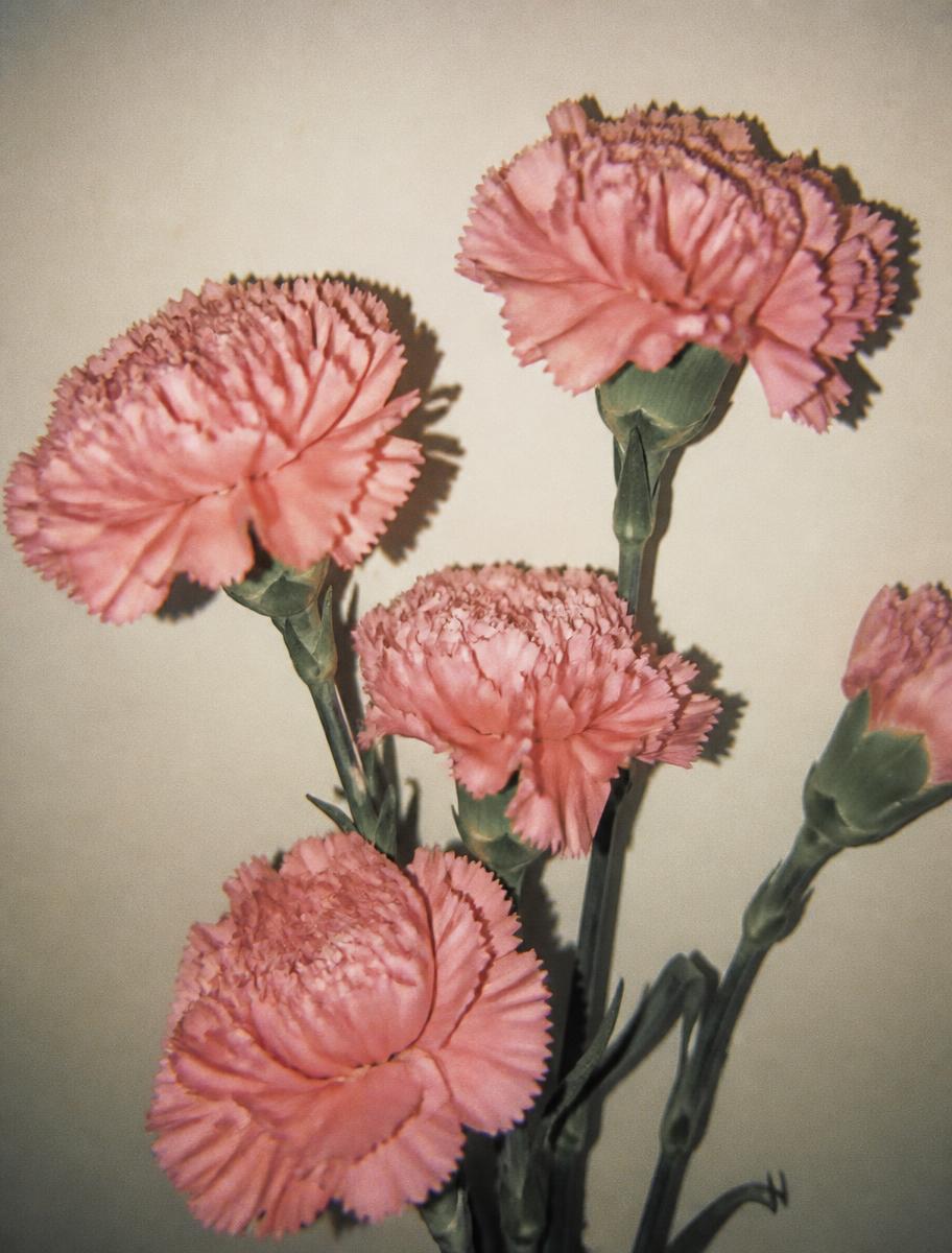 Flash Carnations card design